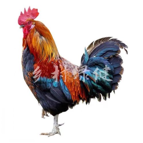 乡村绿健辽宁土鸡