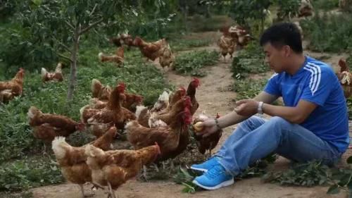 辽宁土鸡蛋养殖厂